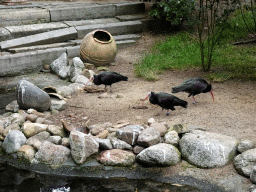 Northern Bald Ibises at the City of Antiquity at the DierenPark Amersfoort zoo