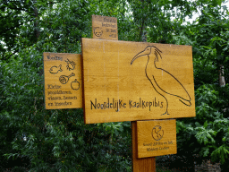 Explanation on the Northern Bald Ibis at the City of Antiquity at the DierenPark Amersfoort zoo