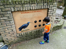 Max playing a game about the Northern Bald Ibis at the City of Antiquity at the DierenPark Amersfoort zoo