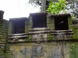 Northern Bald Ibises at the City of Antiquity at the DierenPark Amersfoort zoo