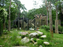 Lion enclosure at the City of Antiquity at the DierenPark Amersfoort zoo