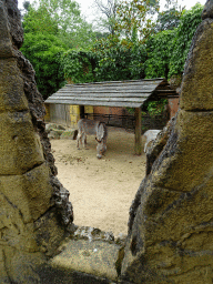 Donkeys at the City of Antiquity at the DierenPark Amersfoort zoo
