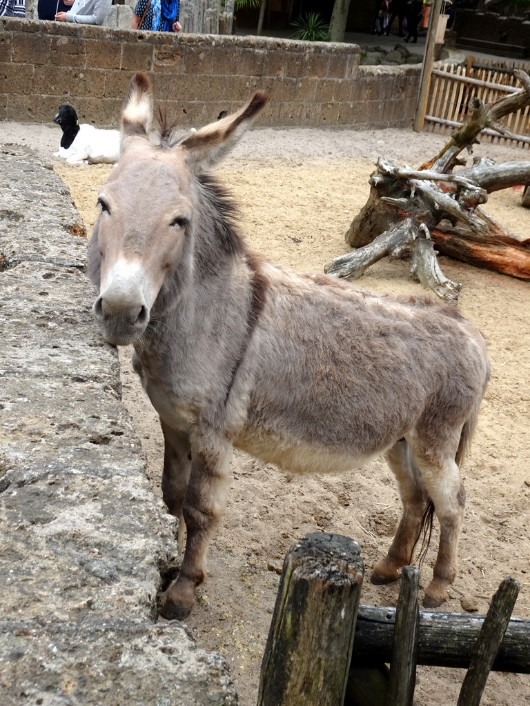 Donkey and Barbary Sheep at the City of Antiquity at the DierenPark Amersfoort zoo