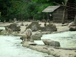 Hamadryas Baboons at the City of Antiquity at the DierenPark Amersfoort zoo