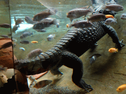 Dwarf Crocodile and fish at the City of Antiquity at the DierenPark Amersfoort zoo
