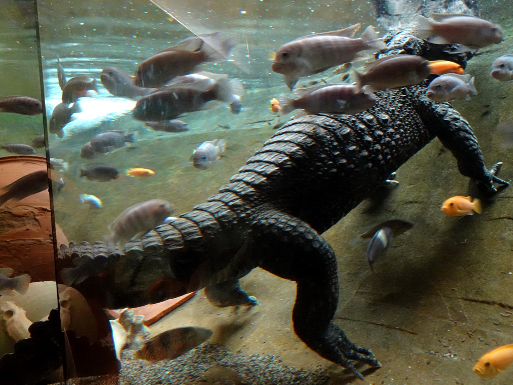 Dwarf Crocodile and fish at the City of Antiquity at the DierenPark Amersfoort zoo