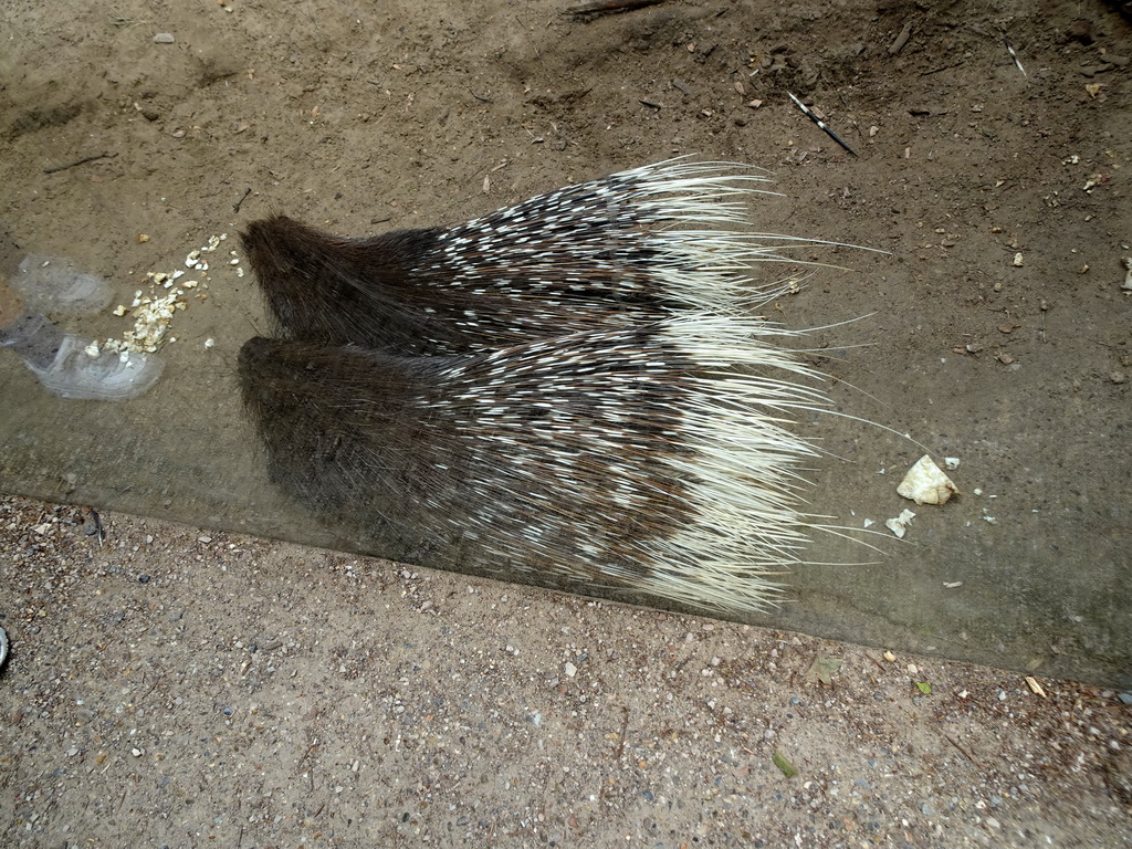 Indian Crested Porcupines at the City of Antiquity at the DierenPark Amersfoort zoo
