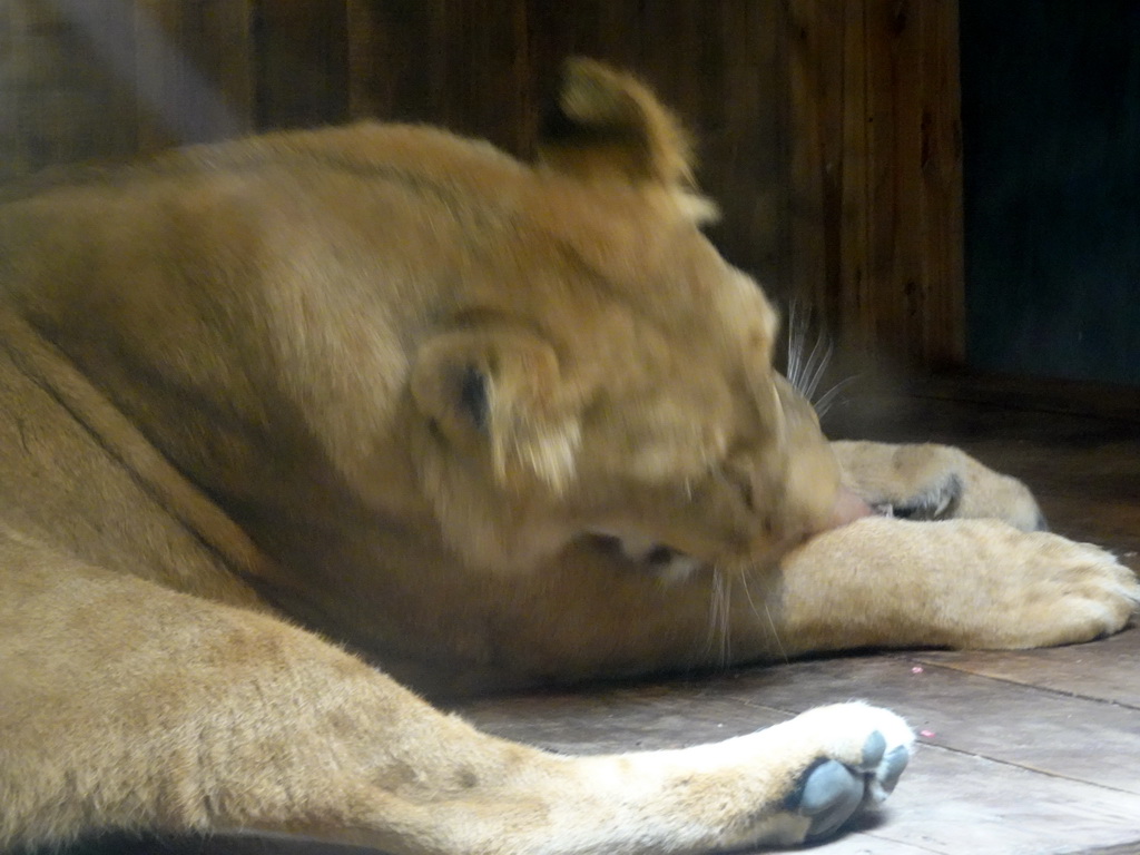 Lion at the City of Antiquity at the DierenPark Amersfoort zoo