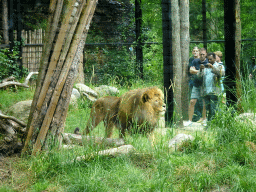 Lion at the City of Antiquity at the DierenPark Amersfoort zoo