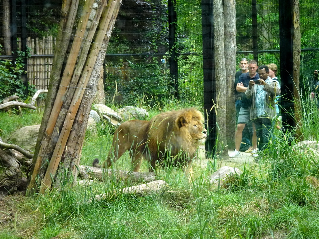 Lion at the City of Antiquity at the DierenPark Amersfoort zoo