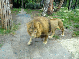 Lion at the City of Antiquity at the DierenPark Amersfoort zoo