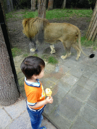 Max with a Lion at the City of Antiquity at the DierenPark Amersfoort zoo
