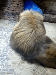 Lion at the City of Antiquity at the DierenPark Amersfoort zoo