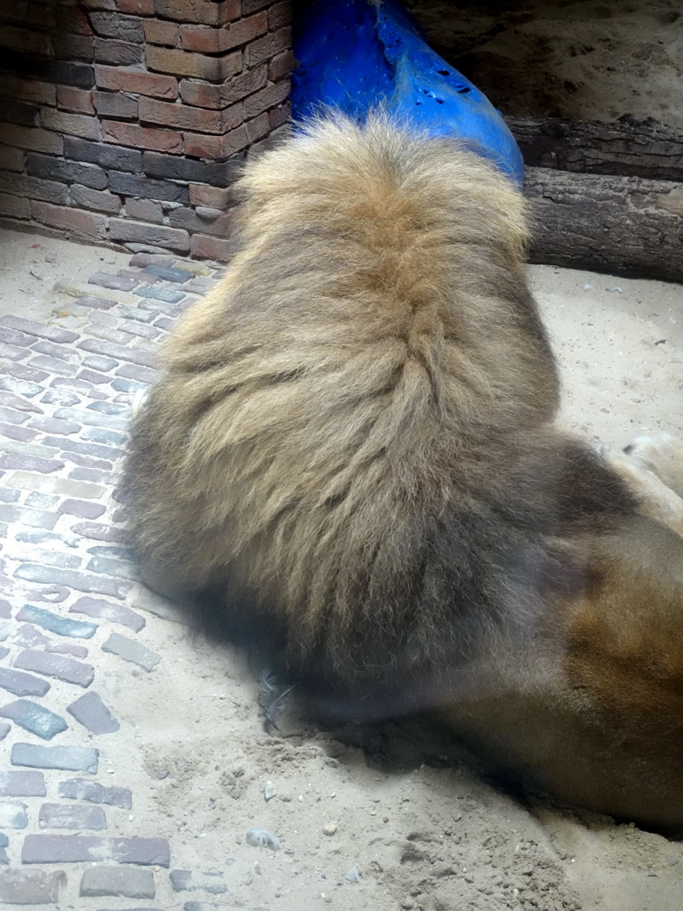 Lion at the City of Antiquity at the DierenPark Amersfoort zoo