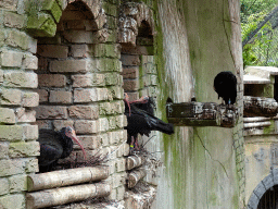 Northern Bald Ibises at the City of Antiquity at the DierenPark Amersfoort zoo