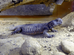 Bell`s Dabb Lizard at the City of Antiquity at the DierenPark Amersfoort zoo