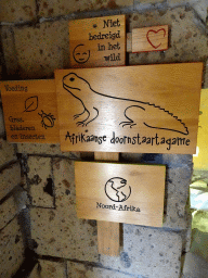 Explanation on the Bell`s Dabb Lizard at the City of Antiquity at the DierenPark Amersfoort zoo