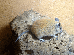 Cairo Spiny Mouse at the City of Antiquity at the DierenPark Amersfoort zoo