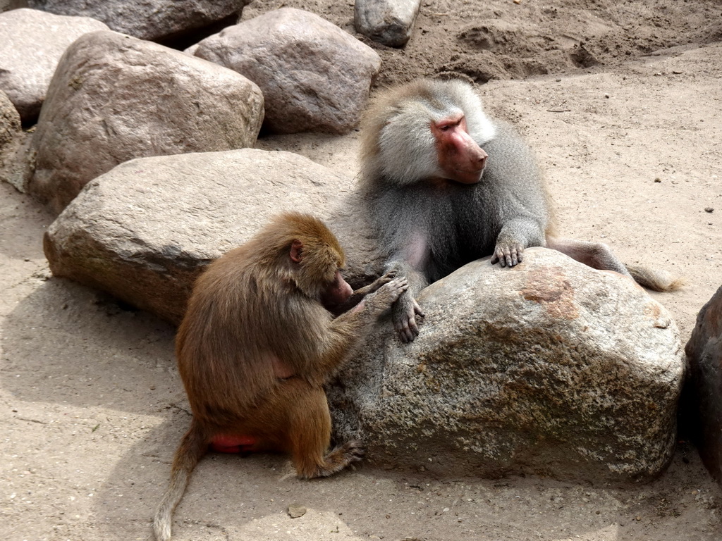 Hamadryas Baboons at the City of Antiquity at the DierenPark Amersfoort zoo