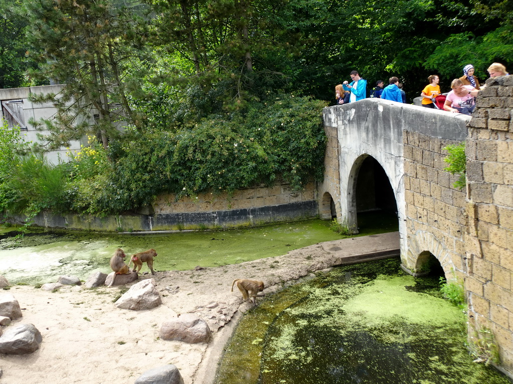 Hamadryas Baboons at the City of Antiquity at the DierenPark Amersfoort zoo