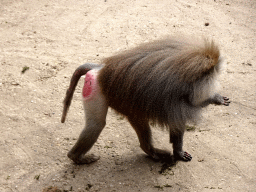 Hamadryas Baboon at the City of Antiquity at the DierenPark Amersfoort zoo