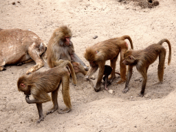 Hamadryas Baboons at the City of Antiquity at the DierenPark Amersfoort zoo