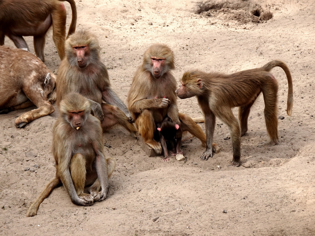 Hamadryas Baboons at the City of Antiquity at the DierenPark Amersfoort zoo