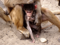 Young Hamadryas Baboon at the City of Antiquity at the DierenPark Amersfoort zoo