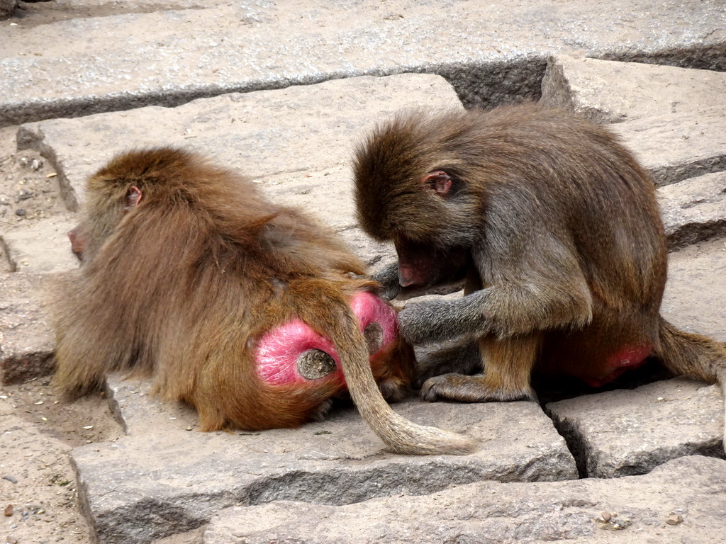 Hamadryas Baboons at the City of Antiquity at the DierenPark Amersfoort zoo