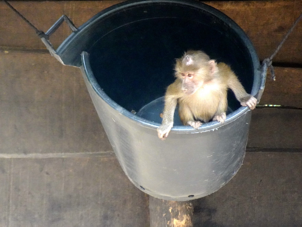 Young Hamadryas Baboon in a bucket at the City of Antiquity at the DierenPark Amersfoort zoo