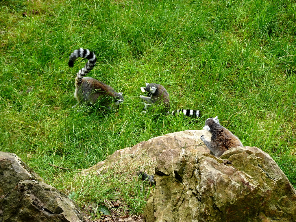 Ring-tailed Lemurs at the Monkey Island at the DierenPark Amersfoort zoo