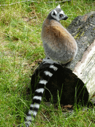 Ring-tailed Lemur at the Monkey Island at the DierenPark Amersfoort zoo