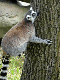 Ring-tailed Lemur at the Monkey Island at the DierenPark Amersfoort zoo