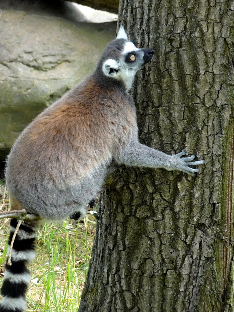 Ring-tailed Lemur at the Monkey Island at the DierenPark Amersfoort zoo