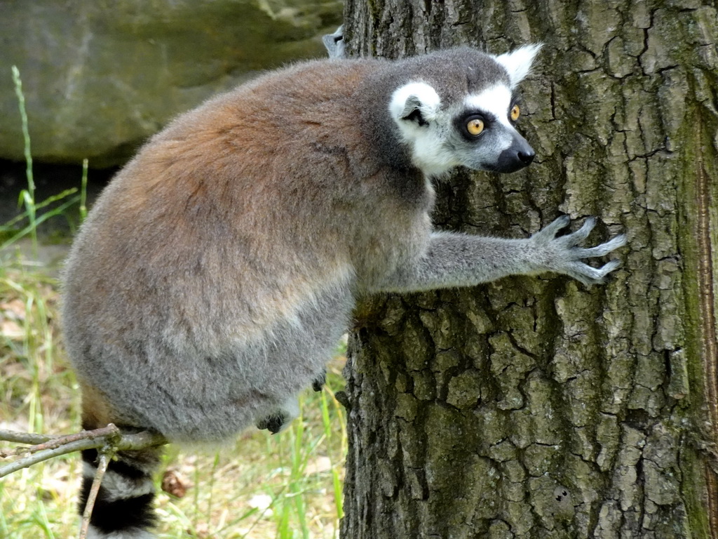 Ring-tailed Lemur at the Monkey Island at the DierenPark Amersfoort zoo