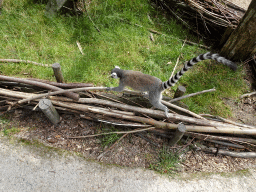 Ring-tailed Lemur at the Monkey Island at the DierenPark Amersfoort zoo