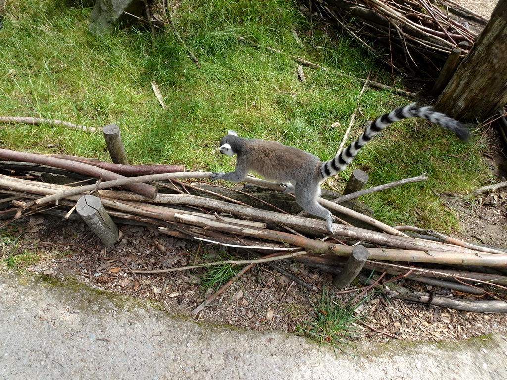 Ring-tailed Lemur at the Monkey Island at the DierenPark Amersfoort zoo