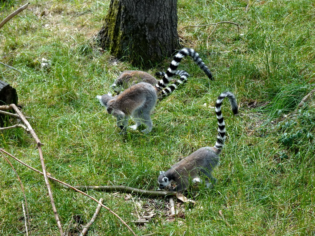 Ring-tailed Lemurs at the Monkey Island at the DierenPark Amersfoort zoo
