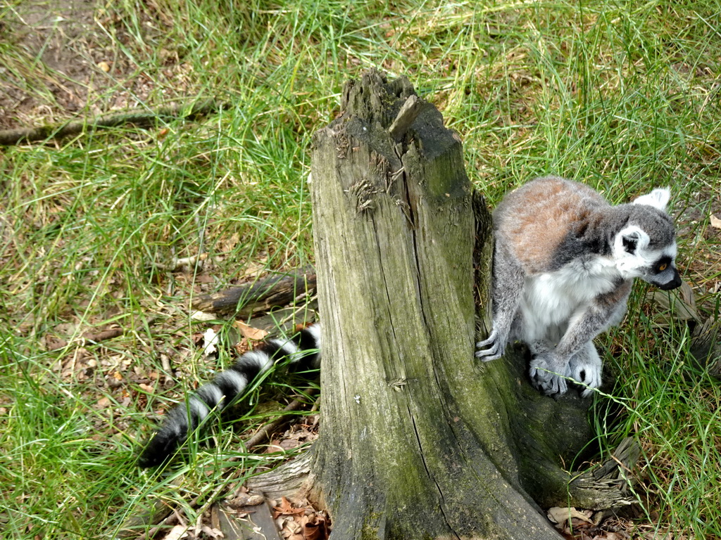Ring-tailed Lemur at the Monkey Island at the DierenPark Amersfoort zoo