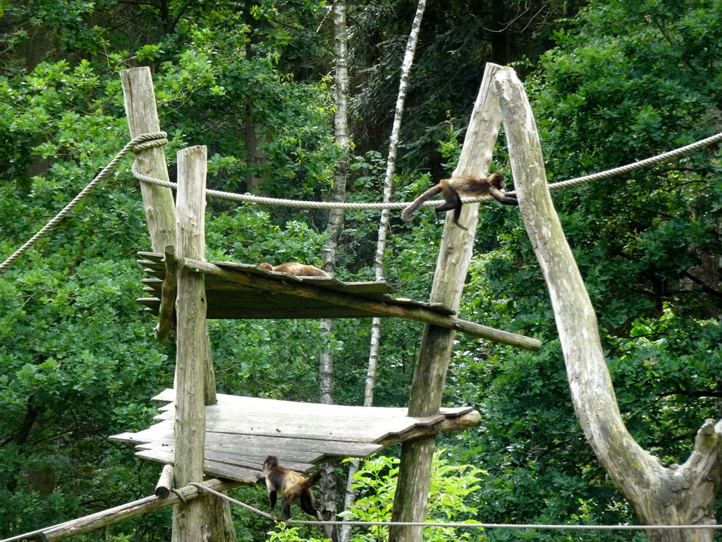 Golden-bellied Capuchins at the DierenPark Amersfoort zoo