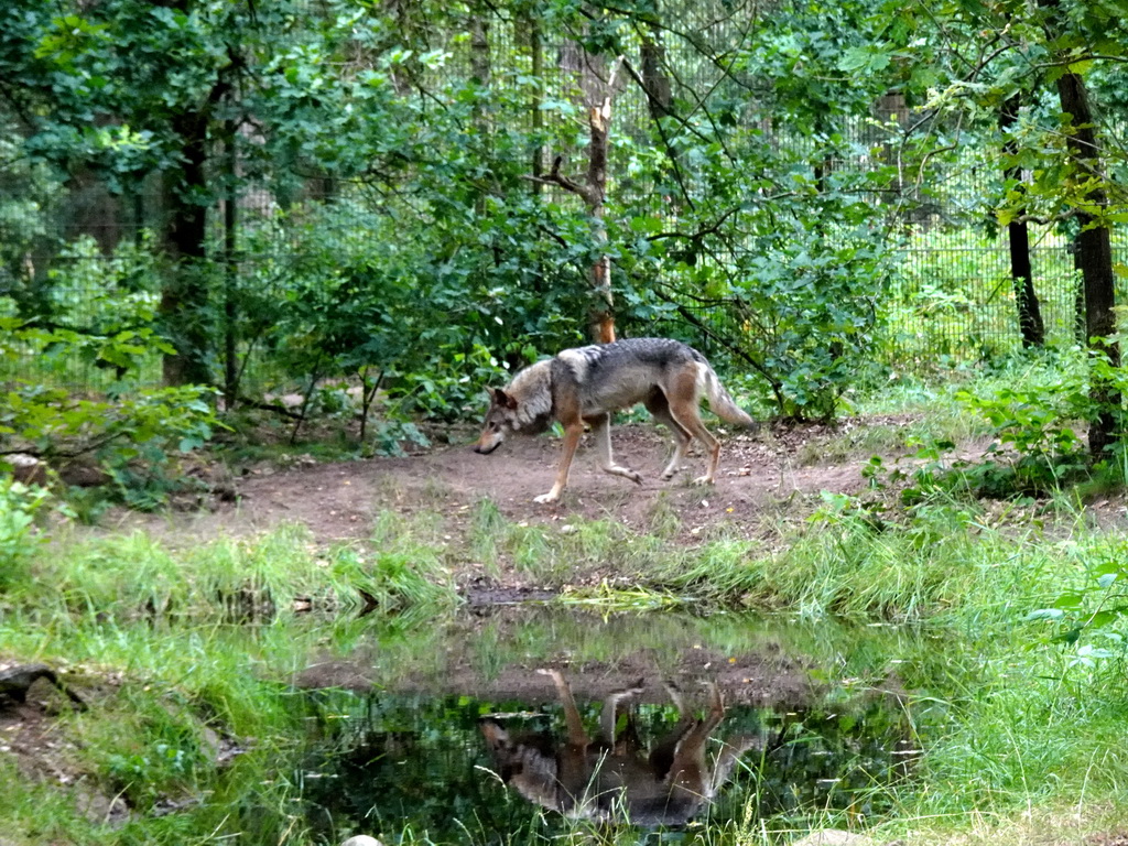 Wolf at the DierenPark Amersfoort zoo