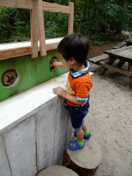 Max playing a game at the Bosbeek area at the DierenPark Amersfoort zoo