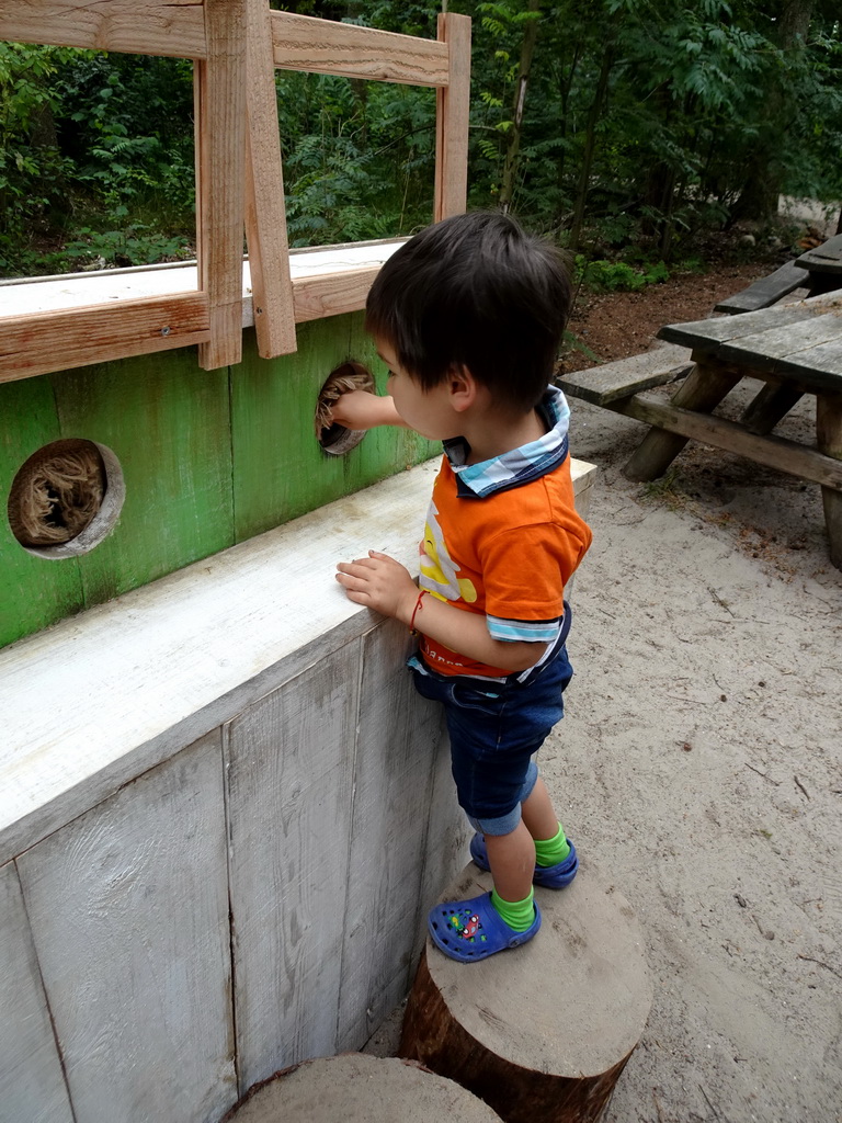 Max playing a game at the Bosbeek area at the DierenPark Amersfoort zoo