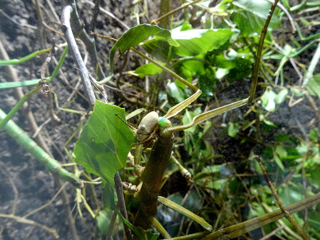 Mantis at the Honderdduizend Dierenhuis building at the DierenPark Amersfoort zoo