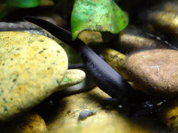 Axolotl at the Honderdduizend Dierenhuis building at the DierenPark Amersfoort zoo