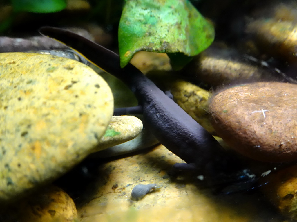 Axolotl at the Honderdduizend Dierenhuis building at the DierenPark Amersfoort zoo