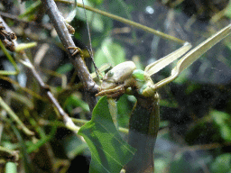 Mantis at the Honderdduizend Dierenhuis building at the DierenPark Amersfoort zoo