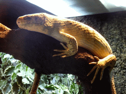 Lizard at the Honderdduizend Dierenhuis building at the DierenPark Amersfoort zoo