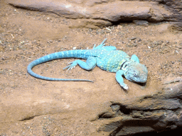 Lizard at the Honderdduizend Dierenhuis building at the DierenPark Amersfoort zoo