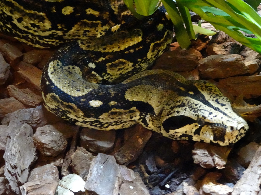 Snake at the Honderdduizend Dierenhuis building at the DierenPark Amersfoort zoo